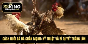 Cách Nuôi Gà Đá Chân Mạnh