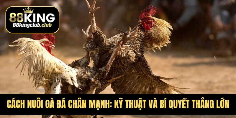 Cách nuôi gà đá chân mạnh mang lại hiệu quả cao