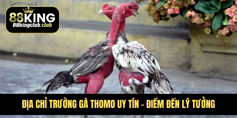 Địa Chỉ Trường Gà Thomo